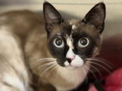 Shelter Stray Female Cat last seen , Los Angeles, CA 90031