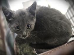 Shelter Stray Male Cat last seen , Los Angeles, CA 90031