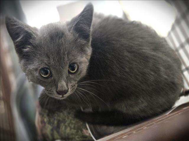 Shelter Stray Male Cat last seen , Los Angeles, CA 90031