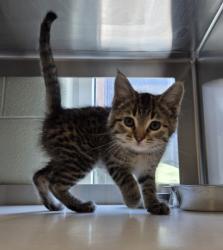 Shelter Stray Female Cat last seen 60TH AND DAHLIA, Brighton, CO 80601
