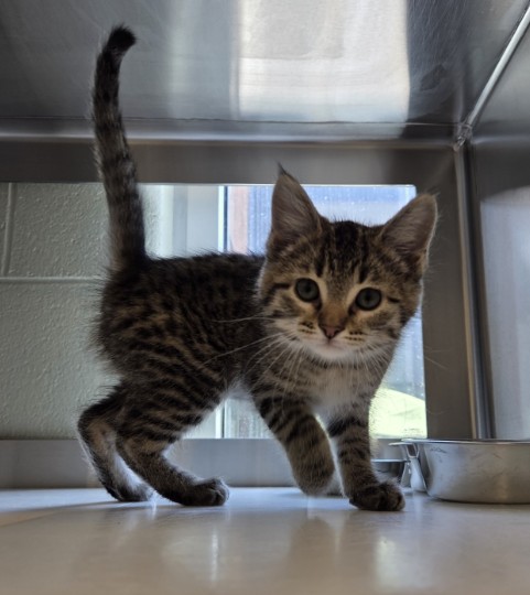 Shelter Stray Female Cat last seen 60TH AND DAHLIA, Brighton, CO 80601