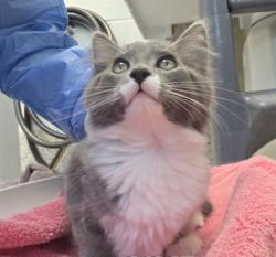 Shelter Stray Male Cat last seen Near BLOCK CLARKSON ST, Brighton, CO 80601