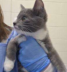 Shelter Stray Male Cat last seen Near BLOCK CLARKSON ST, Brighton, CO 80601
