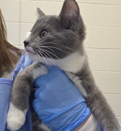 Shelter Stray Male Cat last seen Near BLOCK CLARKSON ST, Brighton, CO 80601