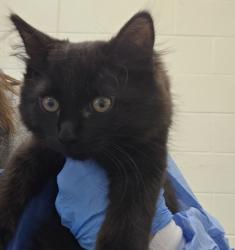 Shelter Stray Female Cat last seen Near BLOCK CLARKSON ST, Brighton, CO 80601