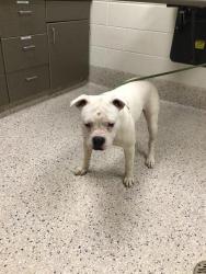 Shelter Stray Female Dog last seen WOLF CREEK RD & E. 26TH AVE, Brighton, CO 80601