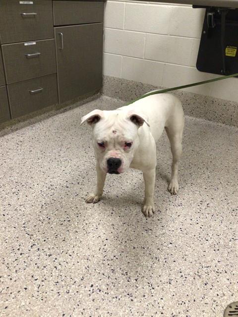 Shelter Stray Female Dog last seen WOLF CREEK RD & E. 26TH AVE, Brighton, CO 80601