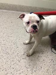 Shelter Stray Female Dog last seen WOLF CREEK RD & E. 26TH AVE, Brighton, CO 80601