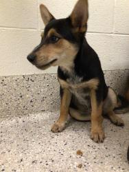 Shelter Stray Female Dog last seen Near BLOCK QUEBEC ST 80022, Brighton, CO 80601