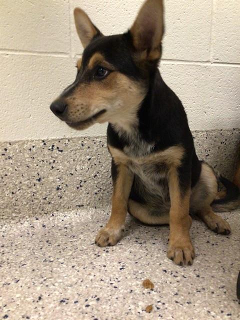 Shelter Stray Female Dog last seen Near BLOCK QUEBEC ST 80022, Brighton, CO 80601
