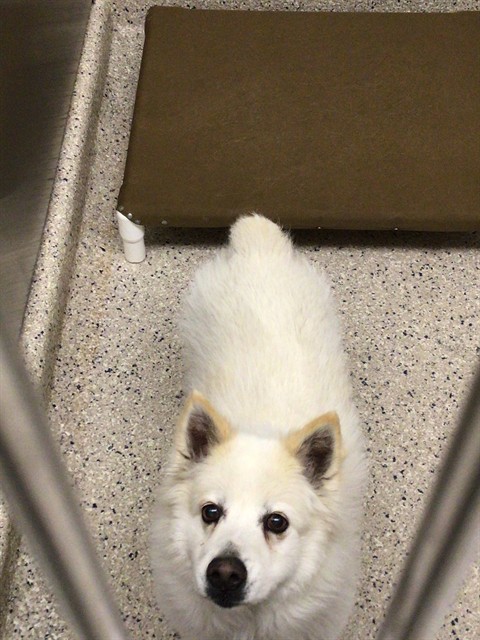Shelter Stray Male Dog last seen WELBY CIR AND WELBY RD, Brighton, CO 80601