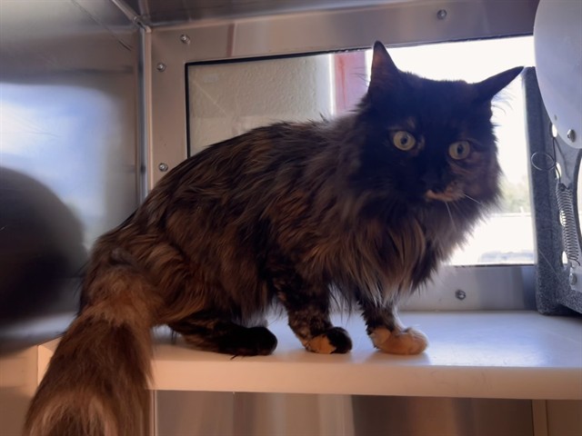 Shelter Stray Female Cat last seen Near BLOCK RAZORBACK RD, COLORADO SPRINGS CO 80920, Colorado Springs, CO 80905