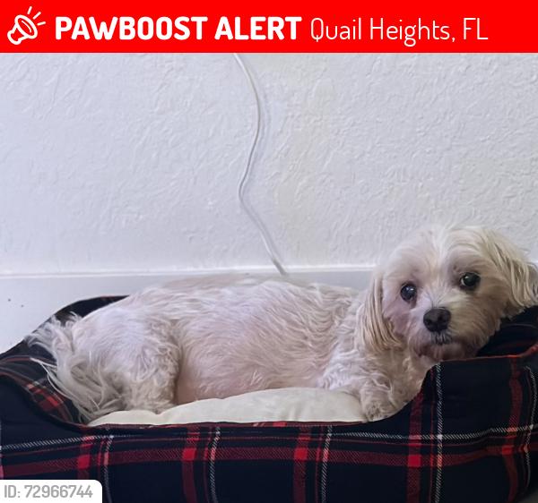 Lost Male Dog last seen Near sw and 127th ave Lennar neighborhood , Quail Heights, FL 33177