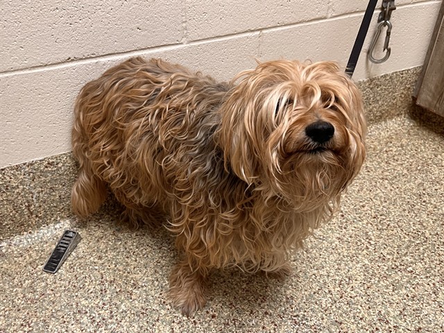 Shelter Stray Male Dog last seen Near BLOCK POTTER CIR, COLORADO SPRINGS CO 80909, Colorado Springs, CO 80905