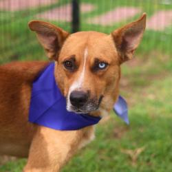 Shelter Stray Male Dog last seen Near BLOCK N SAN GABRIEL, San Antonio, TX 78227