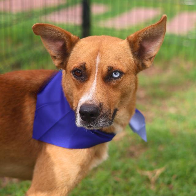 Shelter Stray Male Dog last seen Near BLOCK N SAN GABRIEL, San Antonio, TX 78227