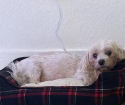 Lost Male Dog last seen Near sw and 127th ave Lennar neighborhood , Quail Heights, FL 33177