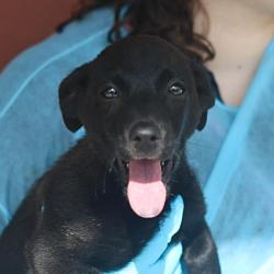Shelter Stray Female Dog last seen Near BLOCK W ANSLEY, San Antonio, TX 78227