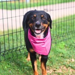 Shelter Stray Female Dog last seen Near BLOCK N NAVIIDAD, San Antonio, TX 78227