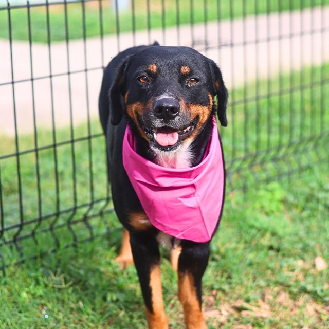 Shelter Stray Female Dog last seen Near BLOCK N NAVIIDAD, 4710 TX-151, San Antonio, TX 78227, USA
