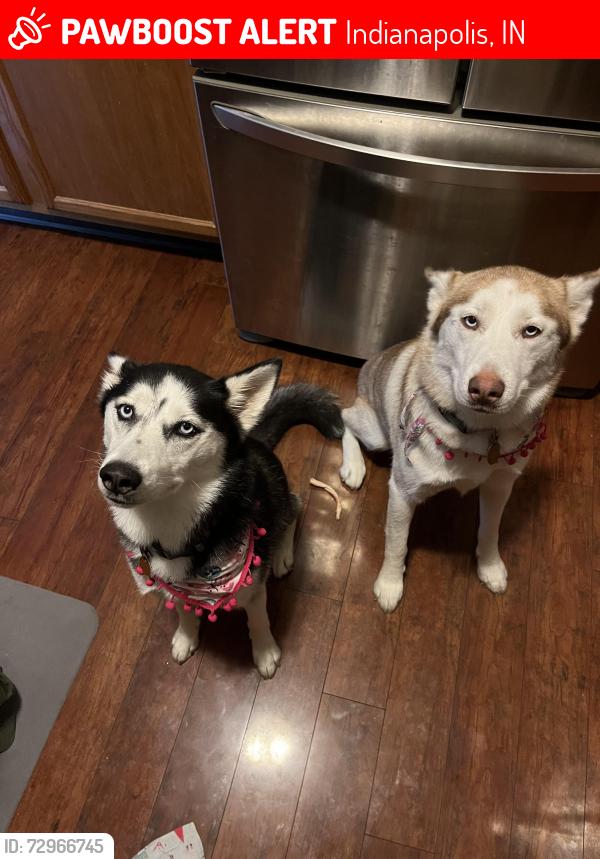 Lost Female Dog last seen Sunnyside and tolston, Indianapolis, IN 46236