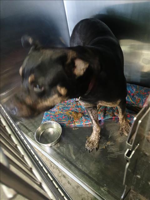 Shelter Stray Male Dog last seen , Los Angeles, CA 90047