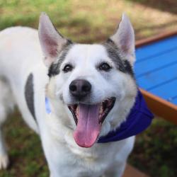 Shelter Stray Male Dog last seen Near BLOCK SINCLAIR, San Antonio, TX 78227