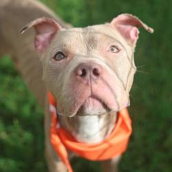 Shelter Stray Male Dog last seen Near BLOCK HIAWATHA - SOUTHSIDE LYONS PARK, San Antonio, TX 78227