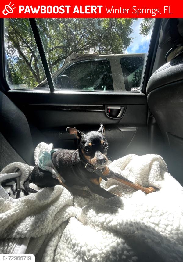 Lost Male Dog last seen Murphy road and south edgemon drive , Winter Springs, FL 32708