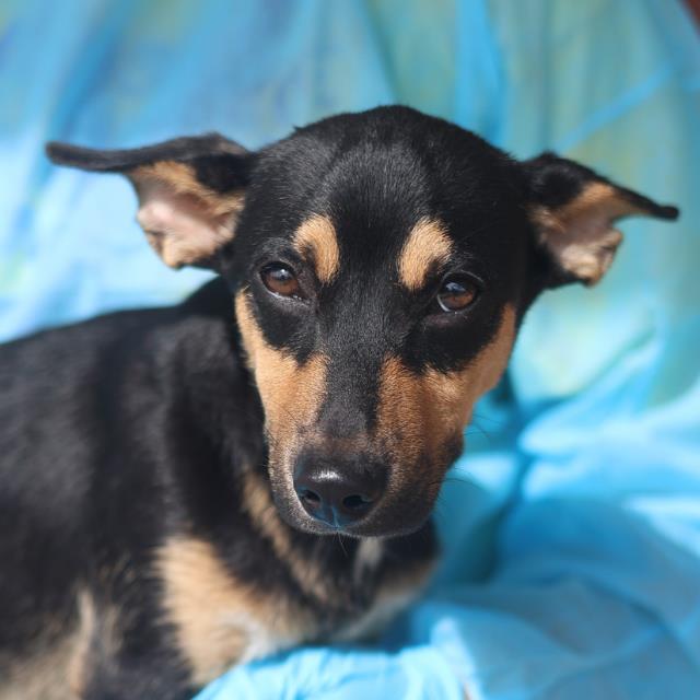 Shelter Stray Male Dog last seen RALPH AVE, 4710 TX-151, San Antonio, TX 78227, USA