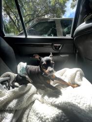 Lost Male Dog last seen Murphy road and south edgemon drive , Winter Springs, FL 32708