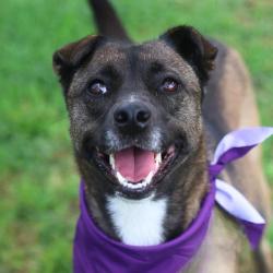 Shelter Stray Female Dog last seen Near BLOCK ANTARES PARK, San Antonio, TX 78227