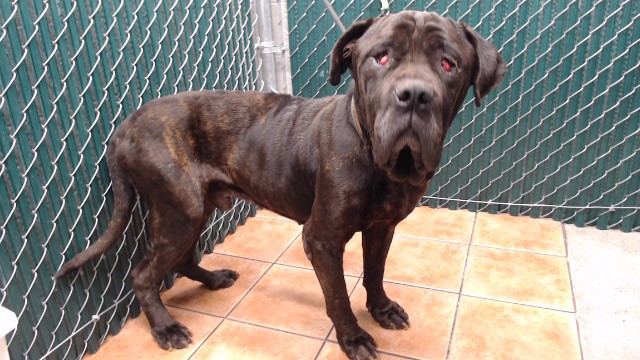 Shelter Stray Male Dog last seen , Downey, CA 90242