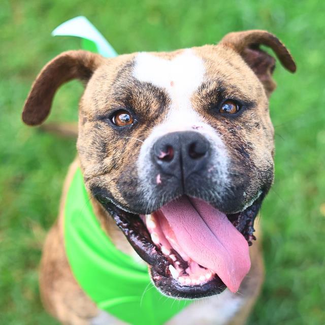 Shelter Stray Male Dog last seen PARK NEAR CULEBRA RD, 4710 TX-151, San Antonio, TX 78227, USA