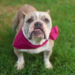 Shelter Stray Female Dog last seen Near BLOCK KIMBERLY DR, San Antonio, TX 78227