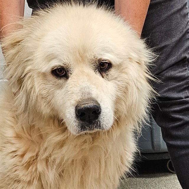 Shelter Stray Female Dog last seen Near BLOCK BILLY D HARBIN RD, Huntsville, AL 35805