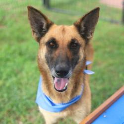 Shelter Stray Female Dog last seen MERKENS, San Antonio, TX 78227