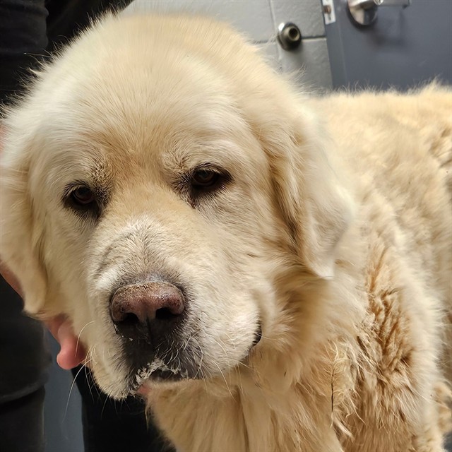 Shelter Stray Male Dog last seen Near BLOCK BILLY D HARBIN RD, Huntsville, AL 35805