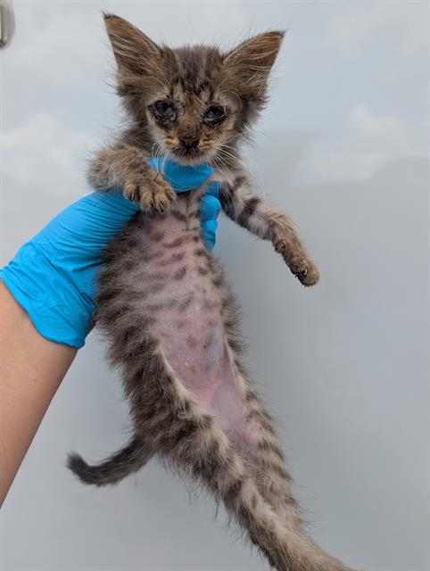 Shelter Stray Male Cat last seen Near BLOCK DIVISION, San Antonio, TX 78227