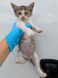 Shelter Stray Male Cat last seen Near BLOCK DIVISION, San Antonio, TX 78227