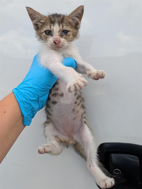 Shelter Stray Male Cat last seen Near BLOCK DIVISION, San Antonio, TX 78227