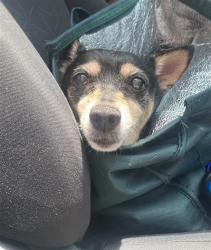 Shelter Stray Unknown Dog last seen EXPOSURE REPORT BEING SUBMITTED, San Antonio, TX 78227