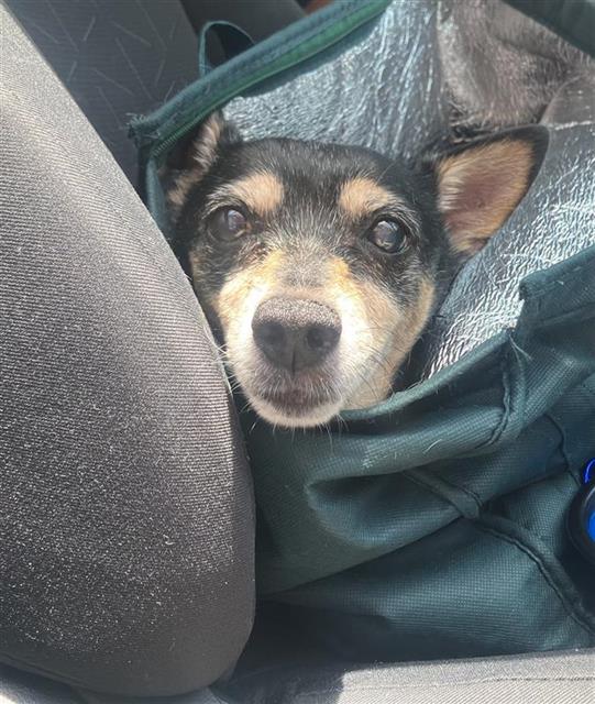 Shelter Stray Unknown Dog last seen , San Antonio, TX 78227
