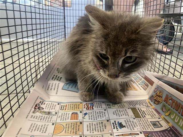 Shelter Stray Unknown Cat last seen BLOCK OF 1600 EDISON ST, San Antonio, TX 78227