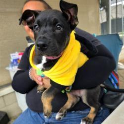 Shelter Stray Female Dog last seen Near BLK DE FOREST AVE, LONG BEACH, CA 90806, Long Beach, CA 90815