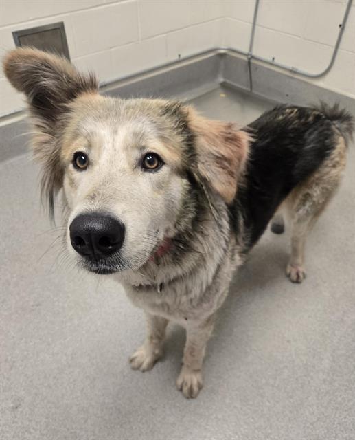 Shelter Stray Female Dog last seen ROLLINS LAKE RD, Auburn, CA 95603