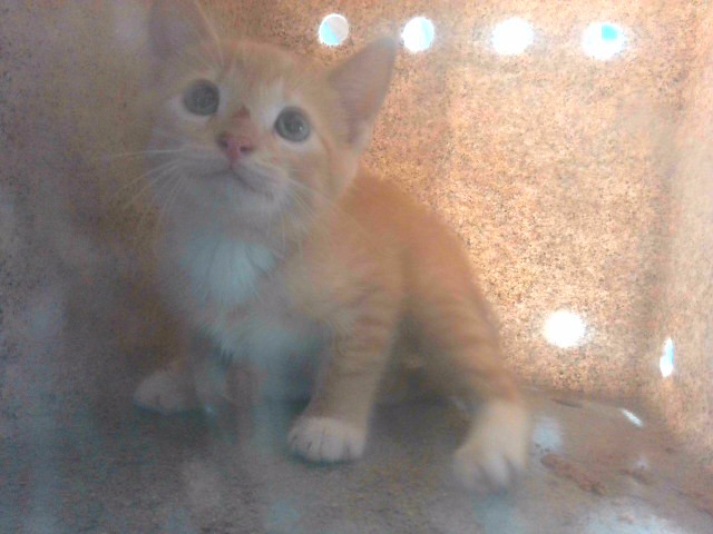 Shelter Stray Male Cat last seen Near BLOCK HIGHLAND DR, TALLAHASSEE FL 32317, 1125 Easterwood Dr, Tallahassee, FL 32311, USA