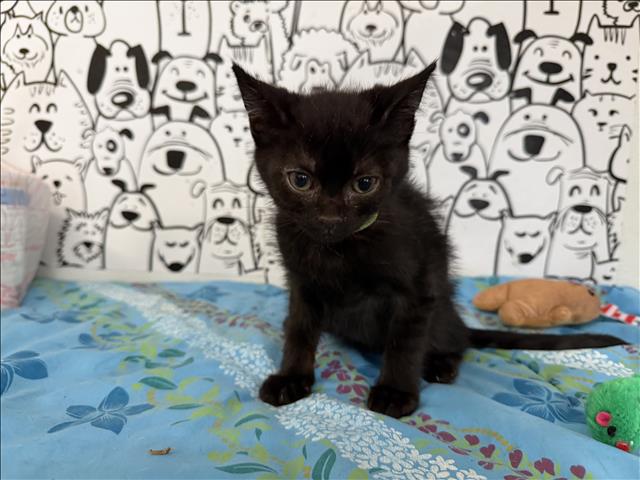 Shelter Stray Male Cat last seen , San Pedro, CA 90731