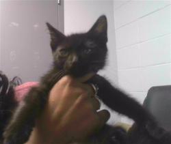 Shelter Stray Male Cat last seen BRADFORDVILLE RD, TALLAHASSEE FL 32309, Tallahassee, FL 32311