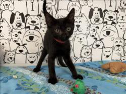 Shelter Stray Male Cat last seen , San Pedro, CA 90731